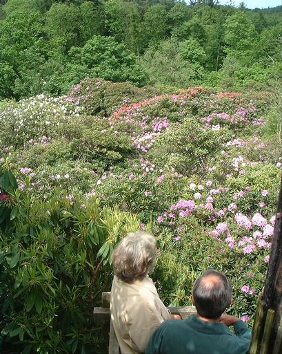 new_dscf0017.jpg - From on high. Platforms are provided to get a view around the rhododendrons. Unfortunately, everyone wants to see from up there...